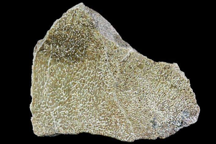 Polished Dinosaur Bone (Gembone) Section - Morocco #107042